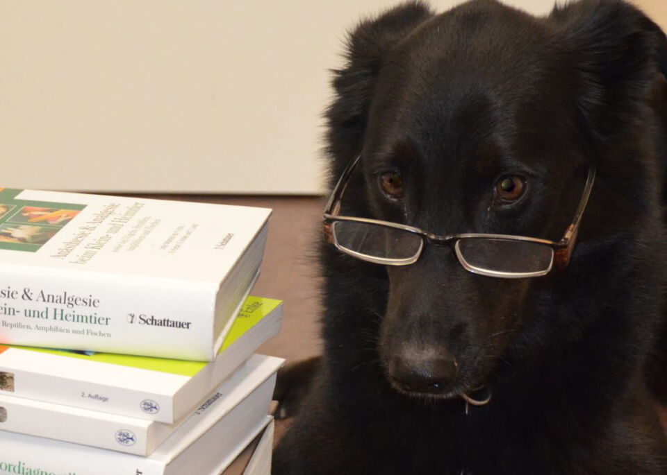 Hund mit Brille vor einem Buch
