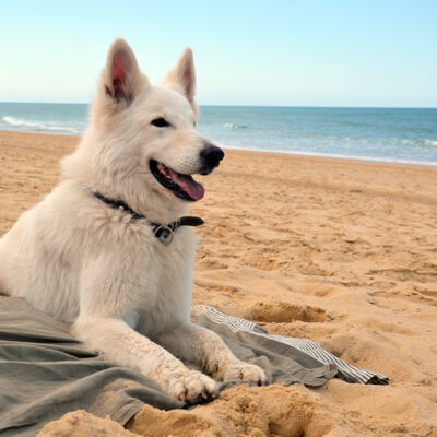 Weißer Schäferhund am Strand