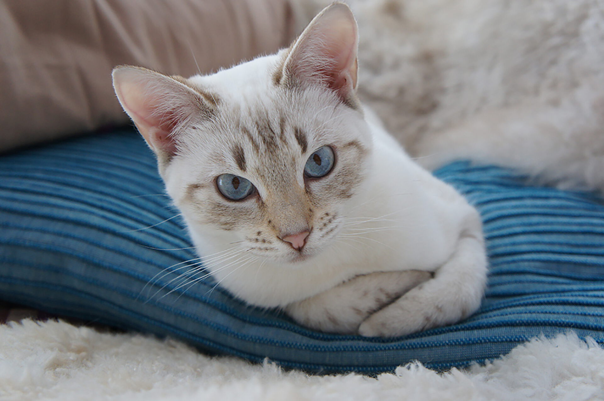 Weiße Katze liegt auf blauem Kissen