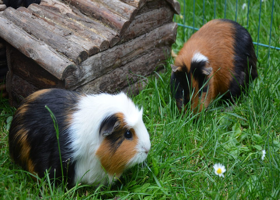 Zwei Meerschweinchen im Gras