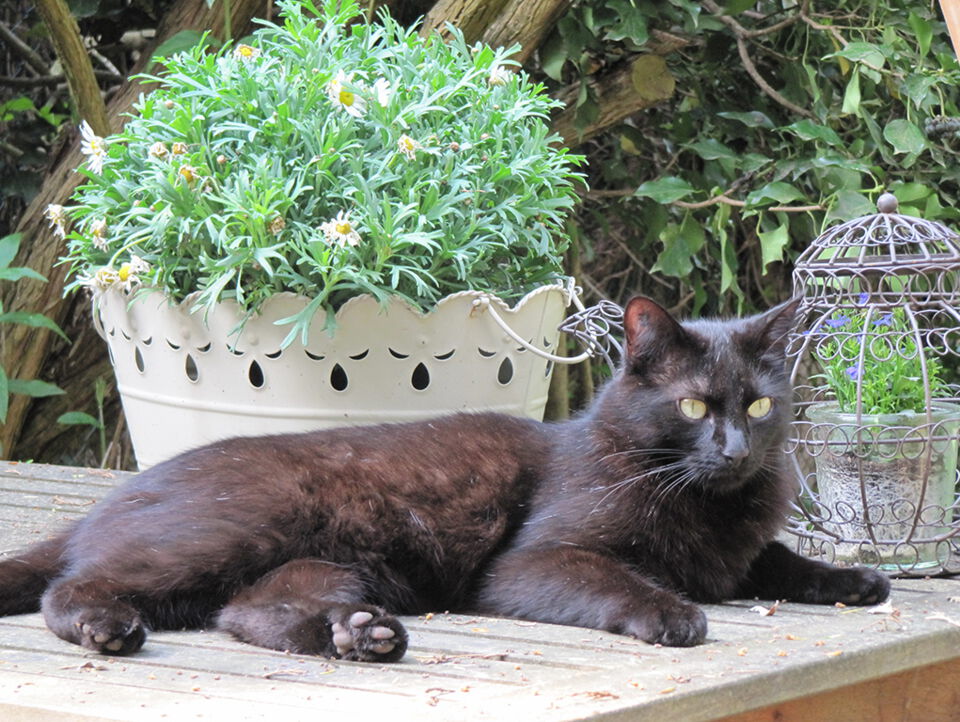 Schwarze Katze liegt in Sonne vor einem Topf mit Kamille