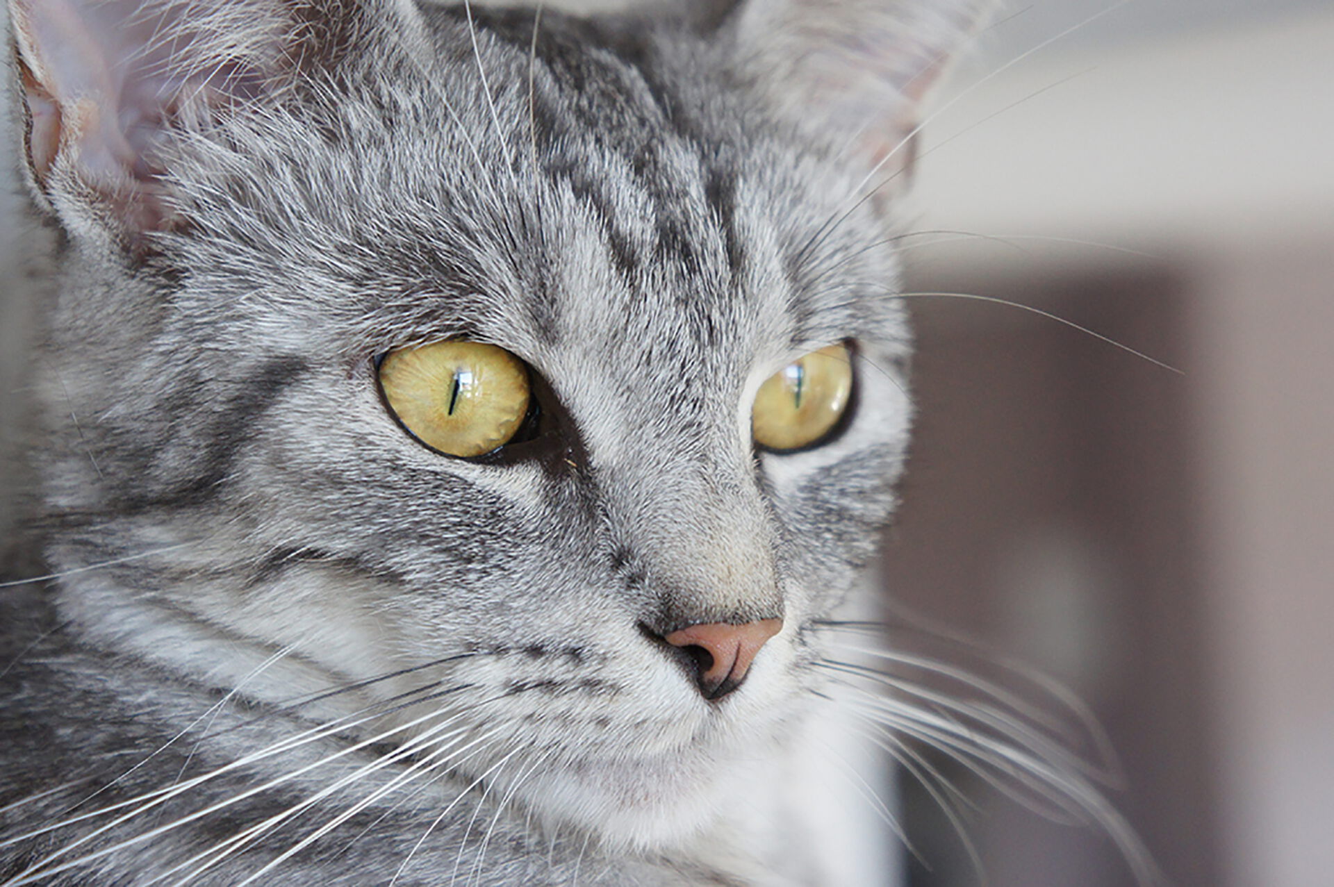 Getigerte Katze mit leuchtend gelben Augen
