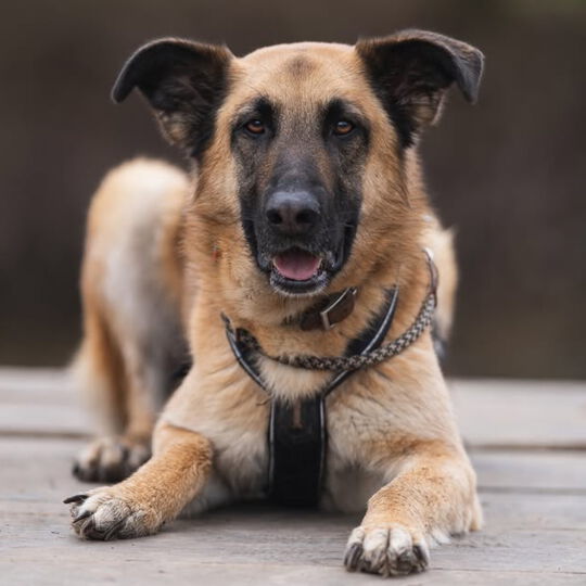 Easy – Praxishündin