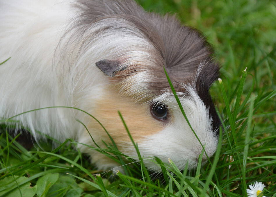 Meerschweinchen im Gras