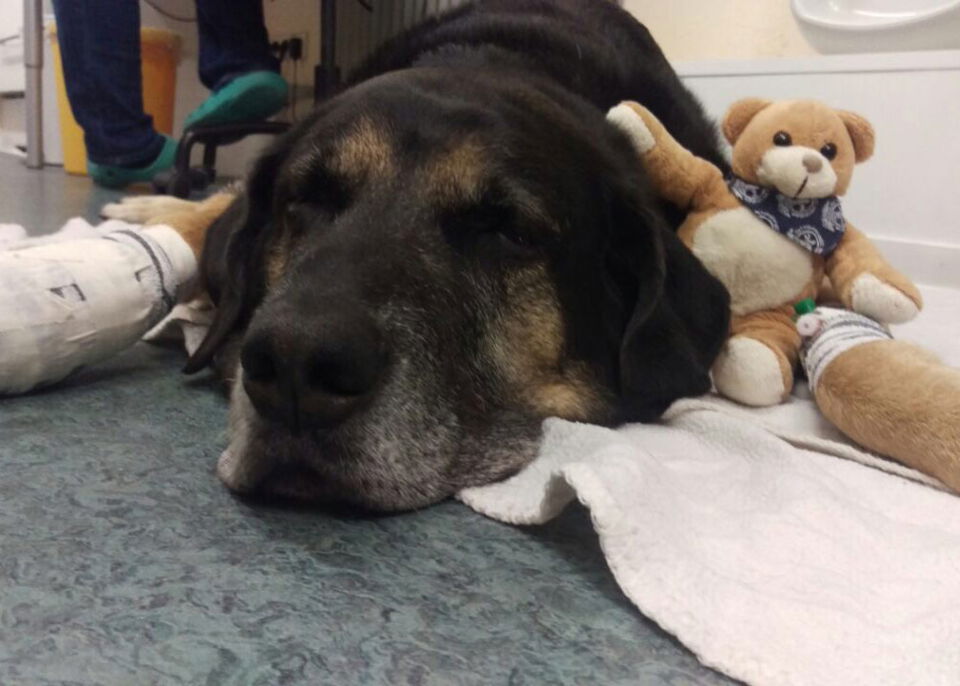 Hund mit verbundener Pfote und Kuscheltier