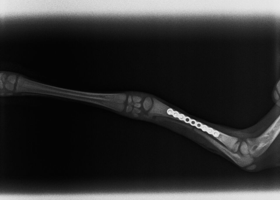 Röntgenbild Plattenosteosynthese bei einem Reh