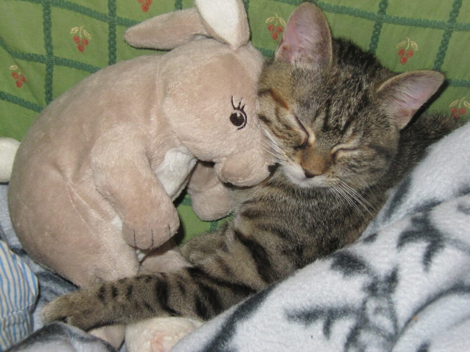 Katze mit Kuscheltier auf Decke nach Operation