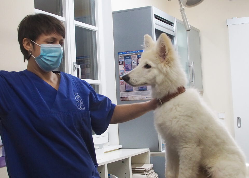 Weißer Schäferhund Welpe auf Behandlungstisch beim Tierarzt