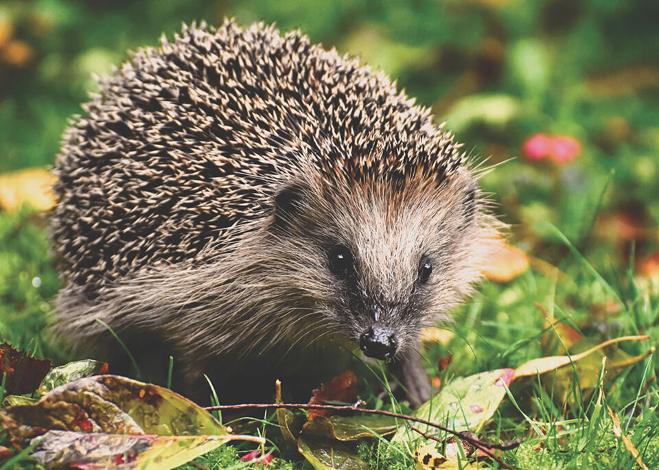 Igel im Gras