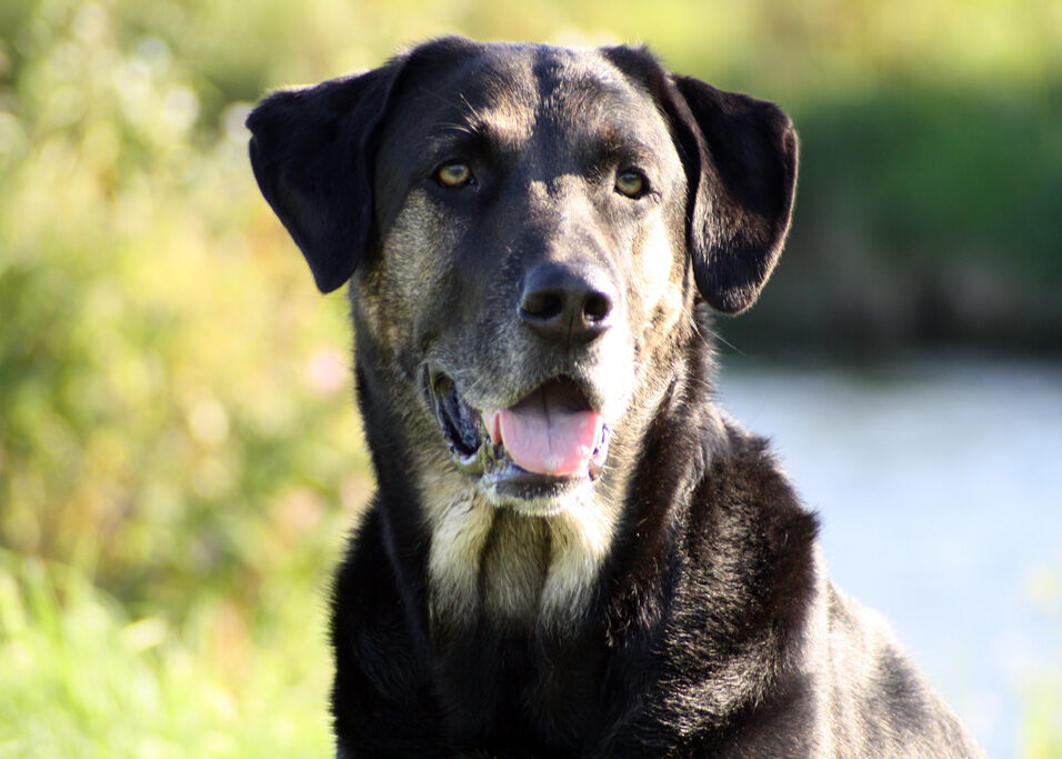 Hund sitzt im Hintergrund See