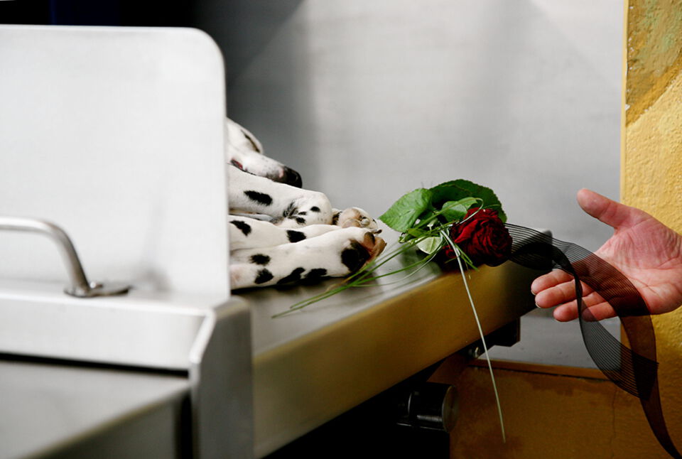 Dalmatiner liegt auf einer Bahre im Krematorium, daneben eine Rose und eine Hand, die eine schwarze Schleife hält.
