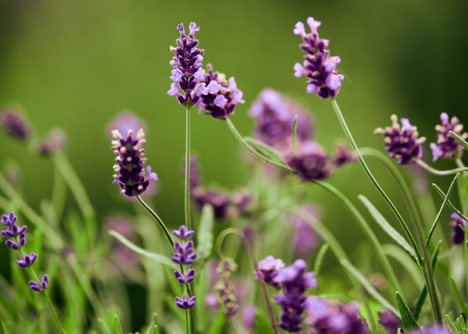 Lavendel (Lavandula angustifolia)