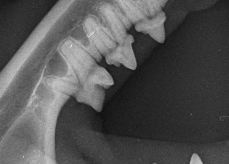 Ausschnitt Röntgenbild Zähne Katze