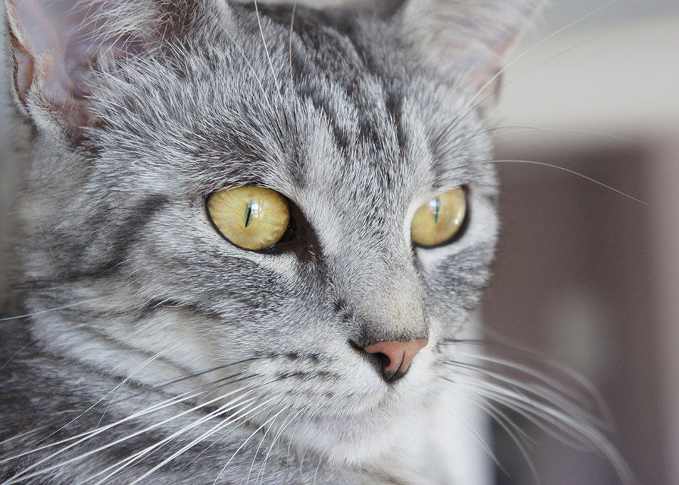 Katze mit leuchtend gelben Augen