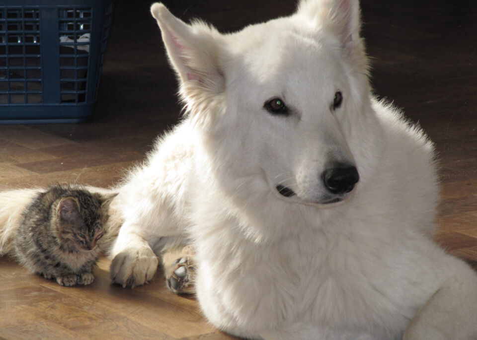 Weißer Schäferhund mit Katze