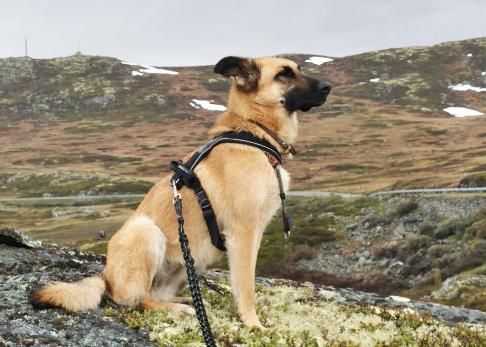 Praxishündin Easy vor Landschaft